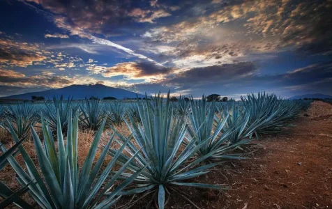 Una planta de agave en un campo de Jalisco.